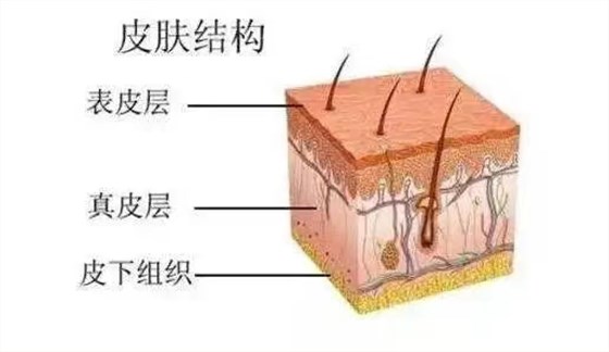 皮肤层